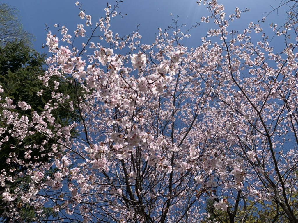 蝦夷桜　満開