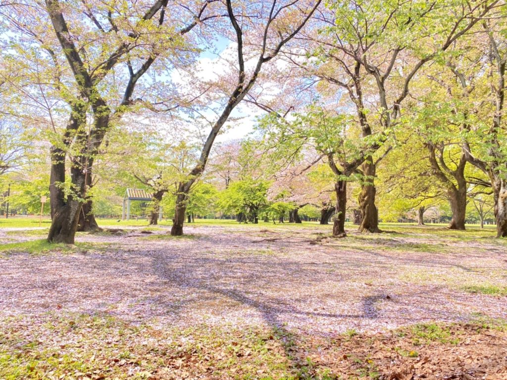 代々木公園　ピクニック